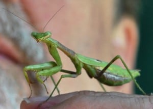 Praying Mantis Visits Little Piney, Bastrop, TX