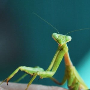 Praying Mantis