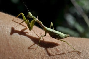 Praying Mantis at Little Piney