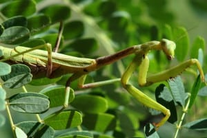 Praying Mantis at Little Piney, Bastrop TX