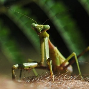 Praying Mantis at Little Piney, Bastrop TX