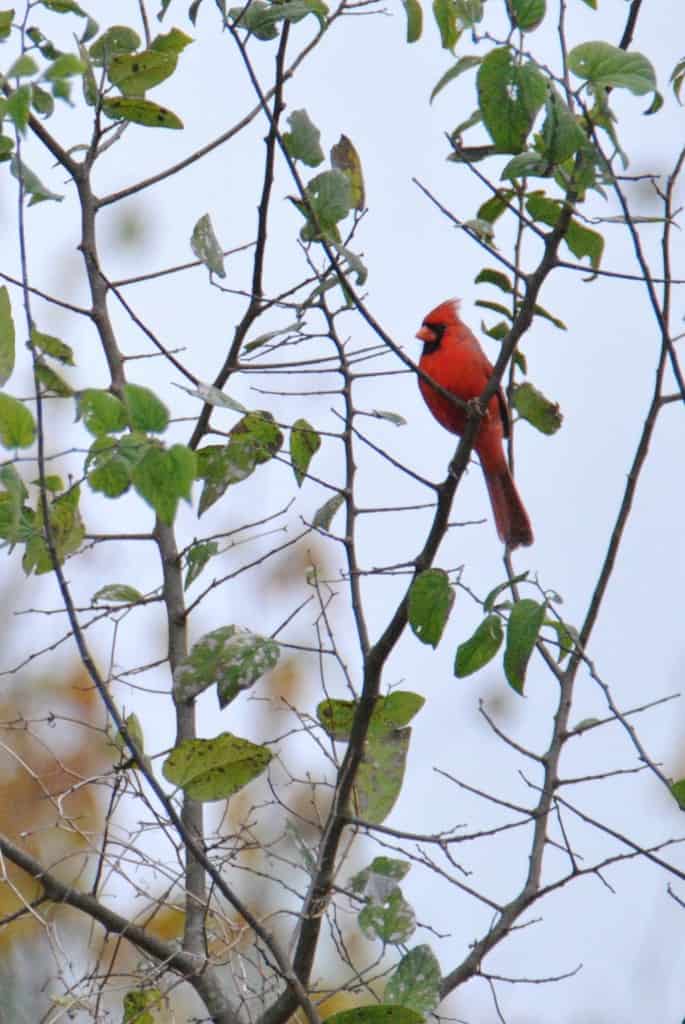 Northern Cardinal