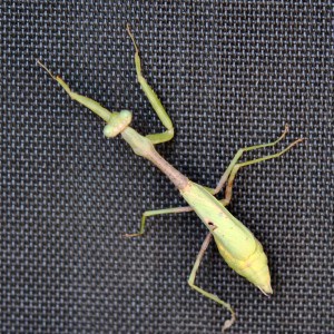 Praying Mantis at Little Piney, Bastrop TX