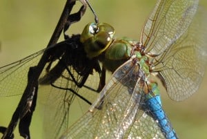 Common Green Darner Dining on Another Dragonfly