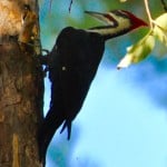 Pileated Woodpecker