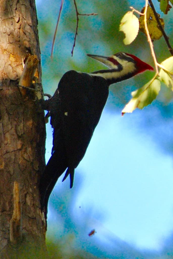 Pileated Woodpecker