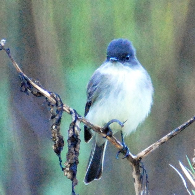 Favorite photos 2015 Eastern Phoebe