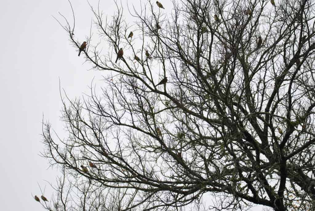 Mixed Flock of Robins and Cedar Waxwings, Bastrop Texas
