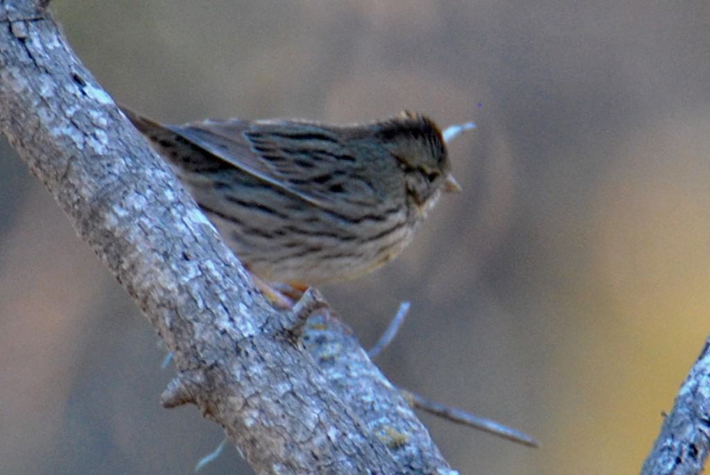 Lincoln's Sparrow