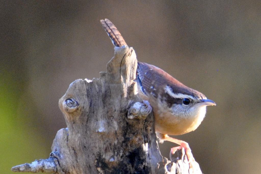 Carolina Wren at Little Piney, Bastrop TX