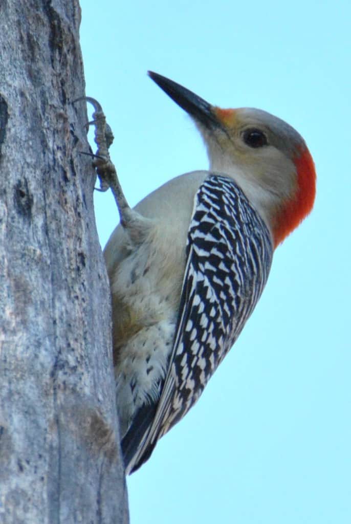 Red-bellied Woodpecker at Little Piney, Bastrop TX