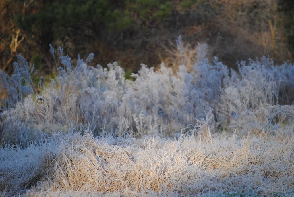 Gray Palette of Winter