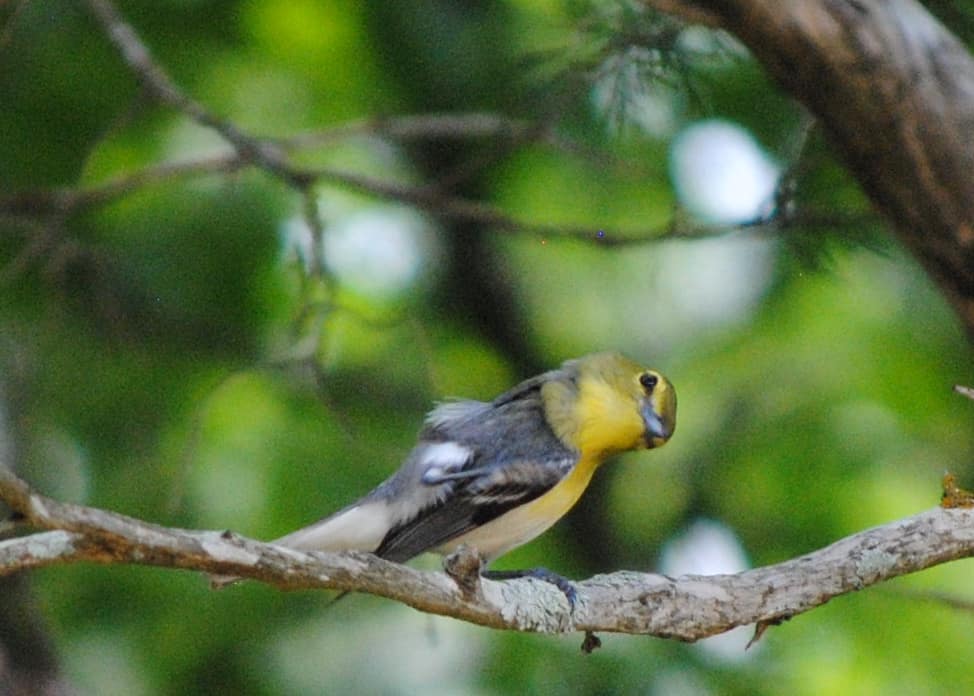 Favorite Photos of 2015 Little Piney Yellow-throated Vireo