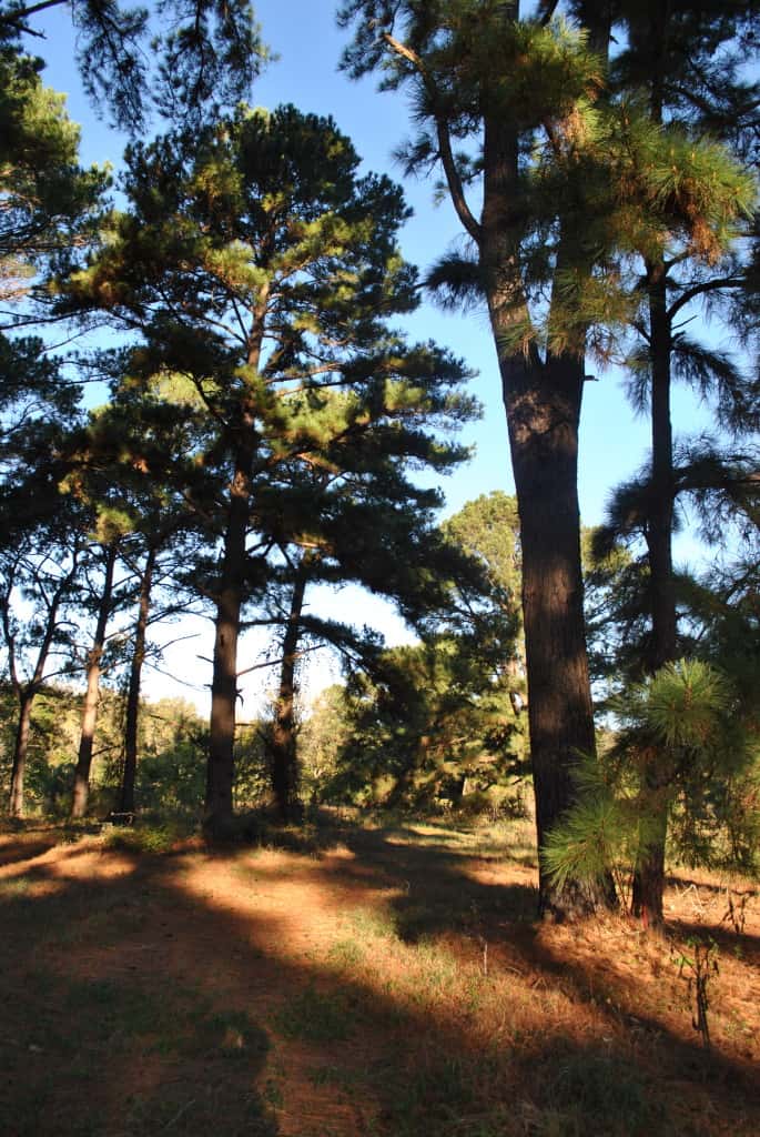 Loblolly pines Bastrop TX Lost Pines