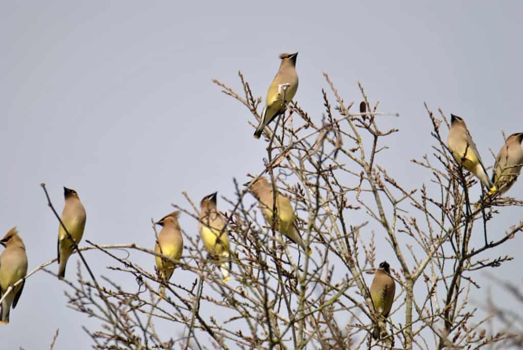 Cedar Waxwings at Little Piney, Bastrop TX