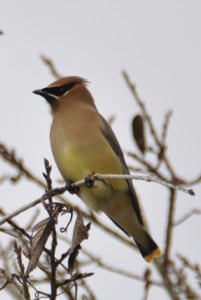 Cedar Waxwing at Little Piney, Bastrop TX