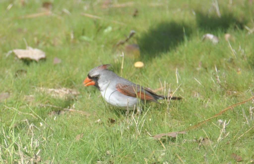 Female Luecistic Northern Cardinal, non-phaeomelanic