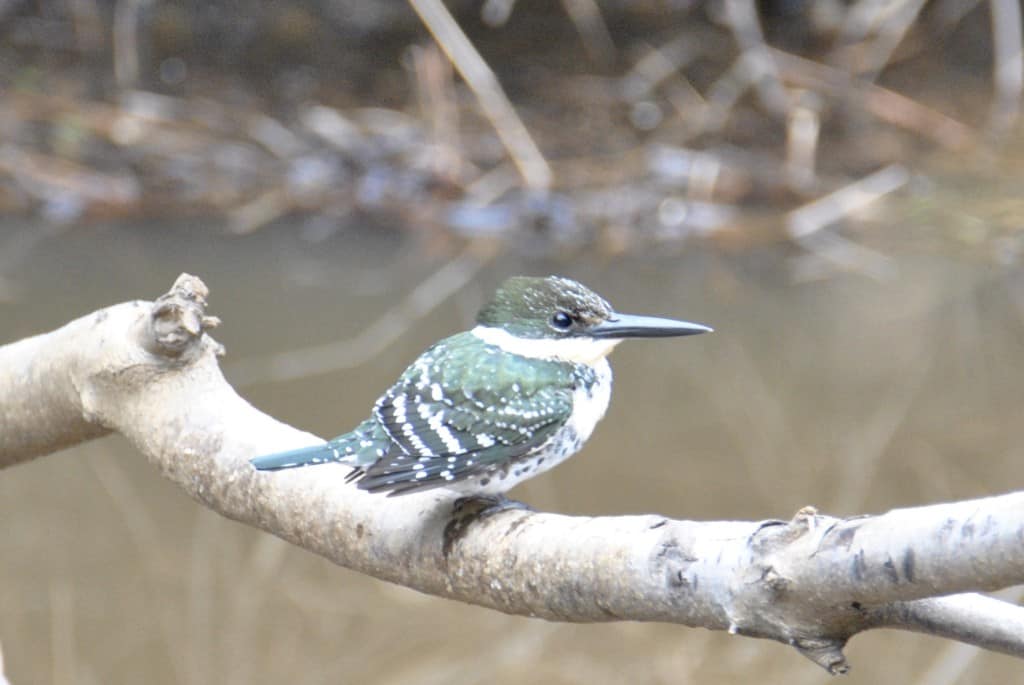 Green Kingfisher, Bastrop TX