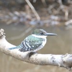 Green Kingfisher, Bastrop TX