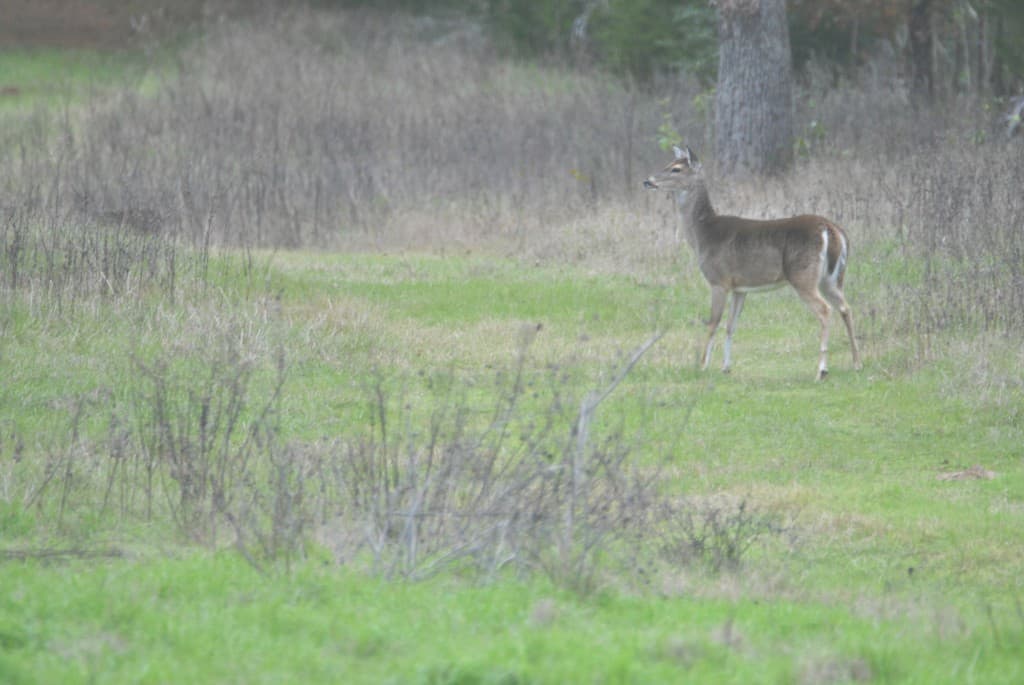 Deer watching a bobcat, Little Piney, Bastrop TX