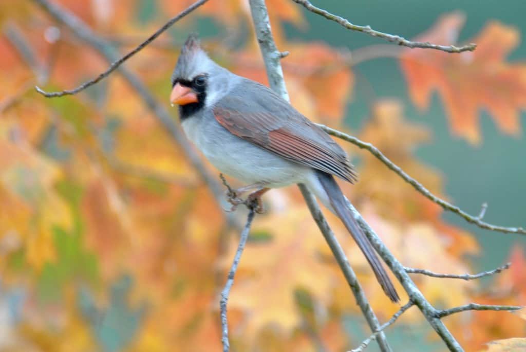 Partially Leucistic Female Cardinal