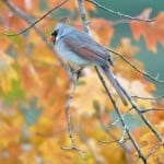 Partially Leucistic Female Northern Cardinal