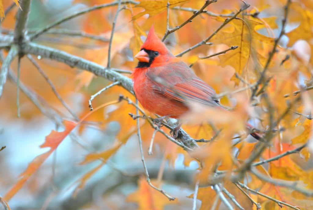 Male Northern Cardinal in Oak tree