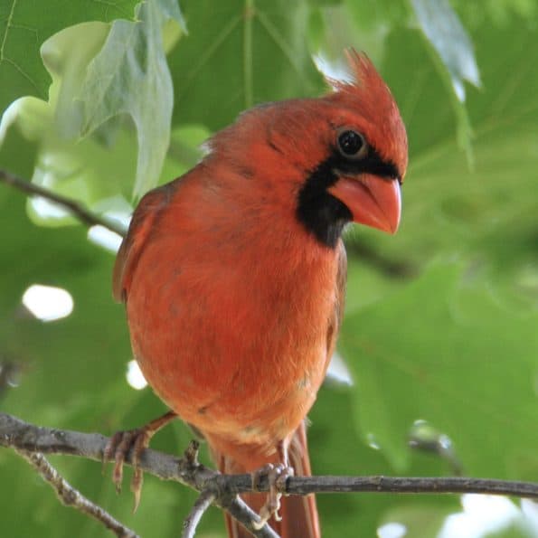 Northern Cardinal, male