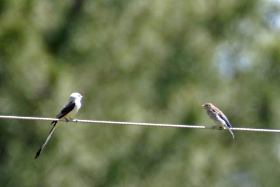 Scissor-tailed Flycatcher and Baby Eastern Bluebird