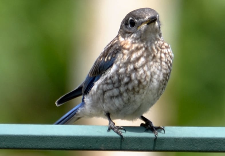 Juvenile Eastern Bluebird at Little Piney, Bastrop TX