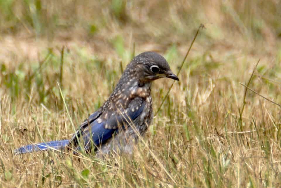 Baby Eastern Bluebird at Little Piney, Bastrop TX