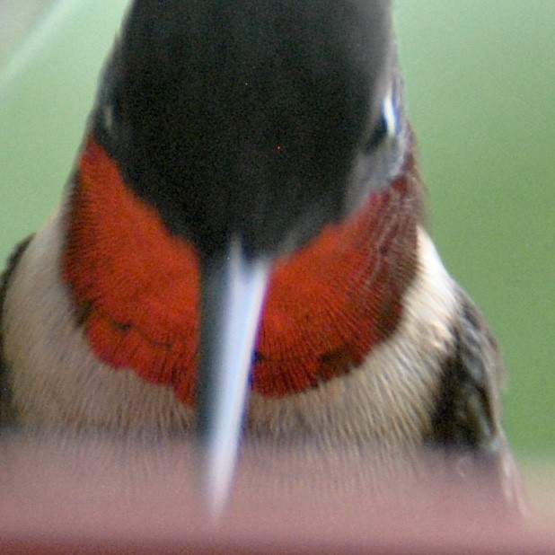 Zooming in on birds