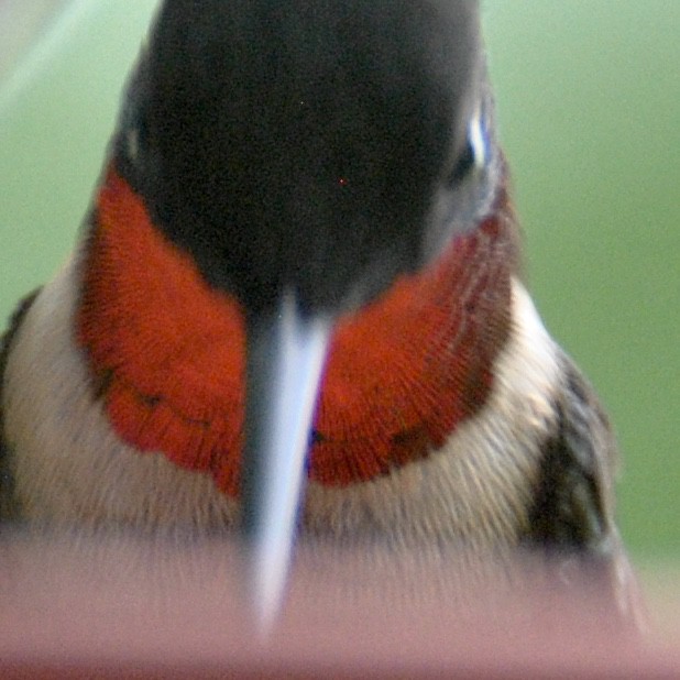 Ruby-throated Hummingbird at Little Piney, Bastrop TX