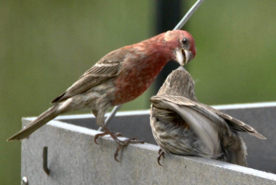 Father House Finch Feeding a Baby House Finch at Little Piney, Bastrop, TX