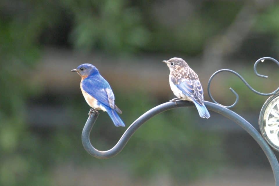 Father and Baby Eastern Bluebirds at Little Piney, Bastrop TX