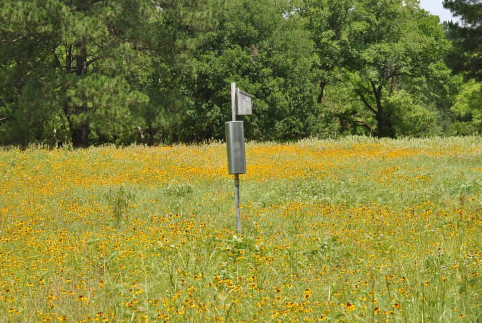 Field of Blooms