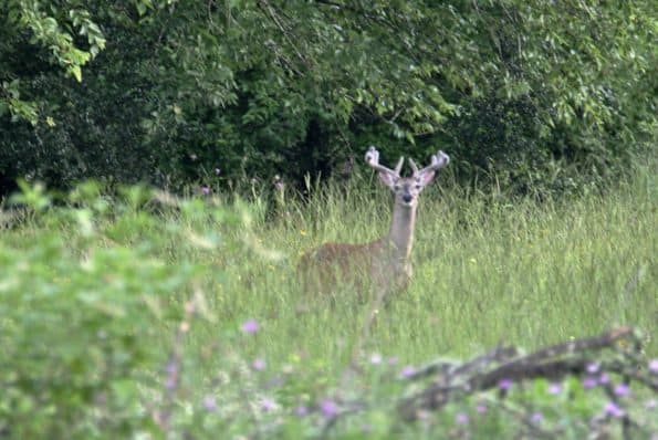 Buck at Little Piney