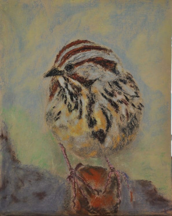 Pastel drawing of Lincoln's Sparrow