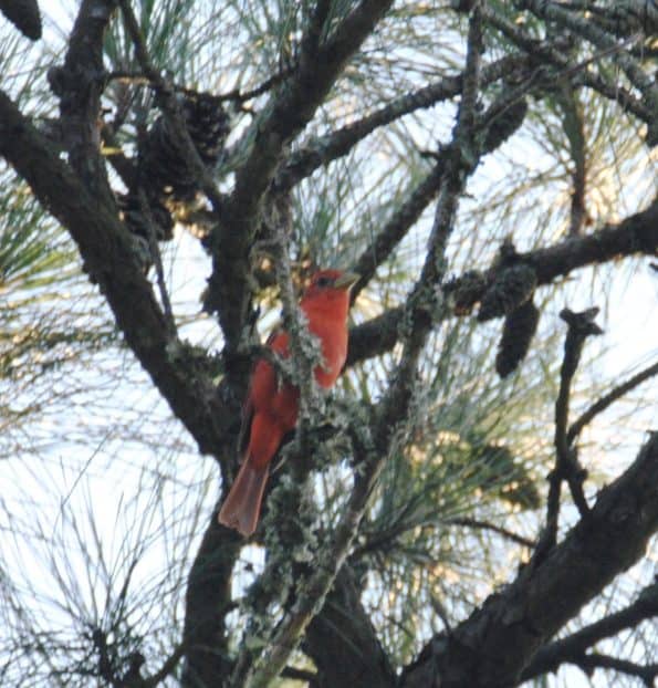 Male Summer Tanager at Little Piney