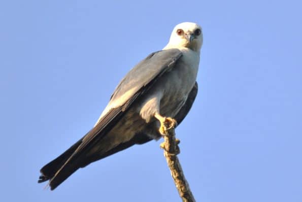 Mississippi Kite Watching Us Watching Him