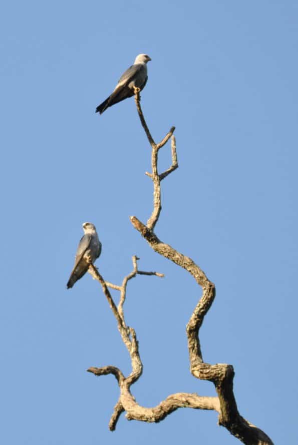 Watchful Mississippi Kites