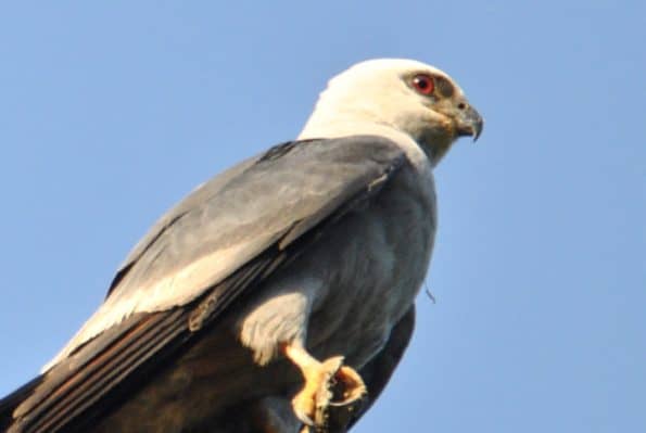 Mississippi Kite