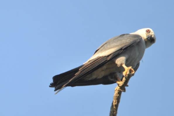 Mississippi Kite Checking Us Out