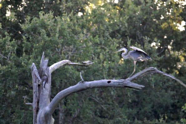 Great Blue Heron