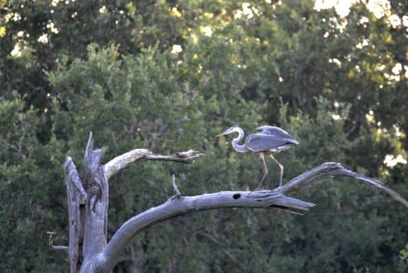 Great Blue Heron