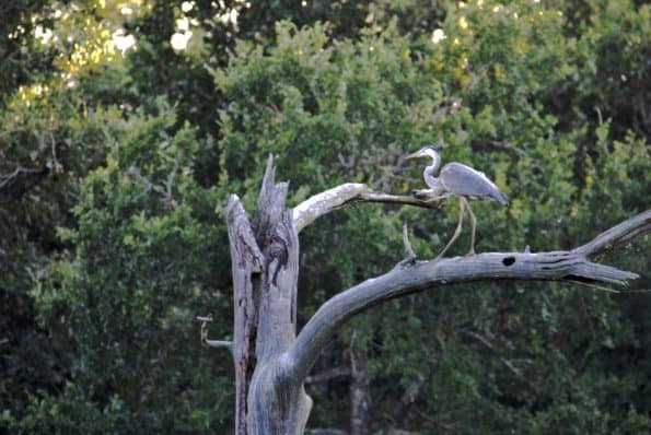 Great Blue Heron