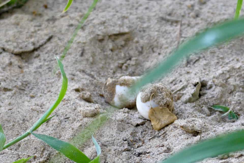 Hatched turtle eggs in the sand