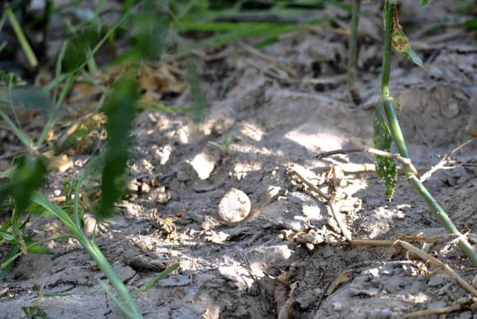 Hatched turtle eggs in the sand