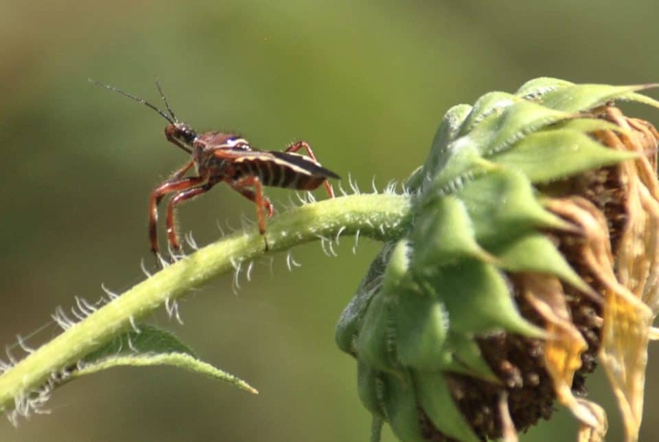 assassin bug on maximillian sunflower