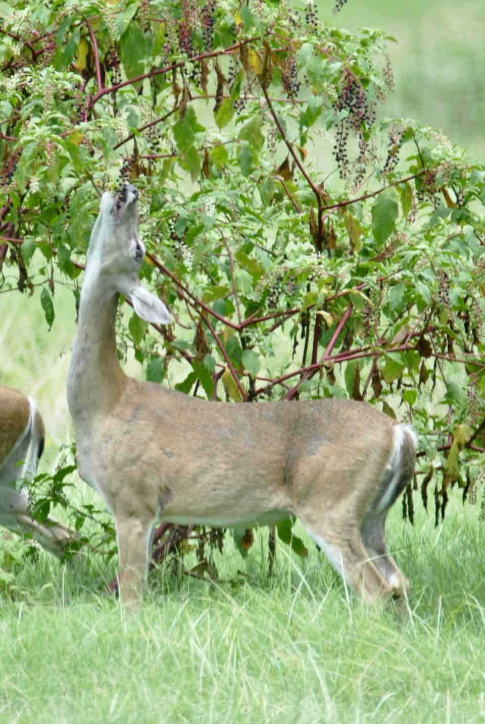 Doe Feeding on Poke Weed Berries